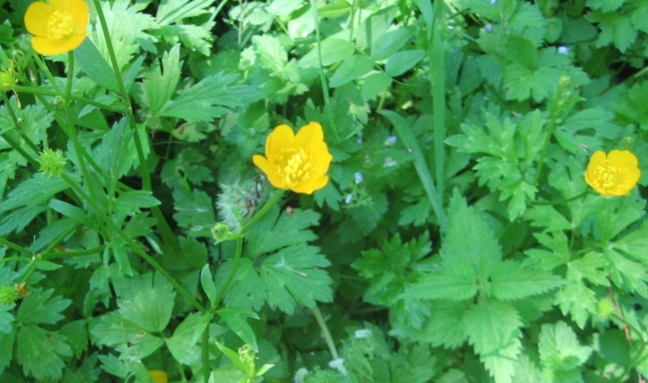 Ranunculus repens L.