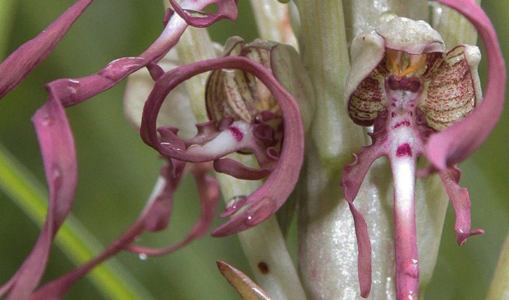 Orchis bouc