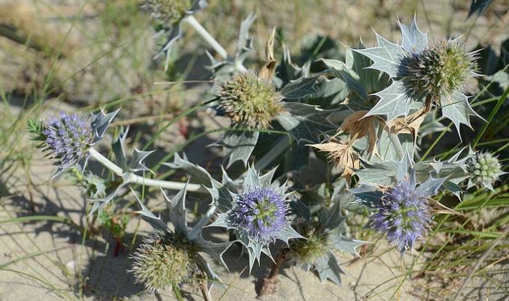 Panicaut de mer