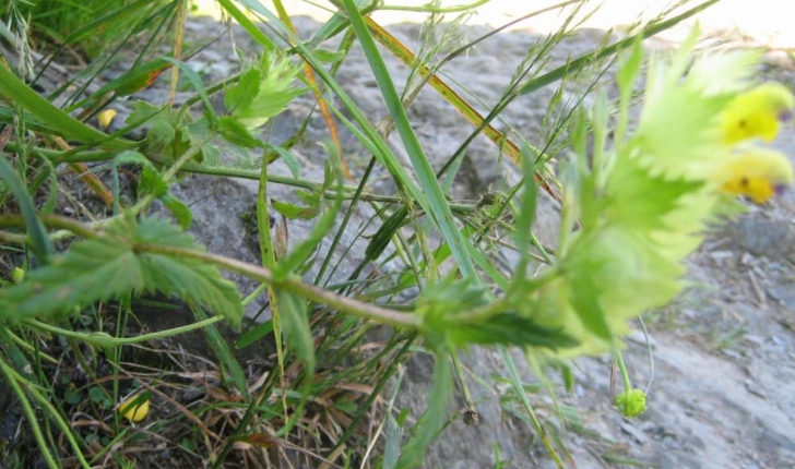 Rhinanthus angustifolius C.C.Gmel.