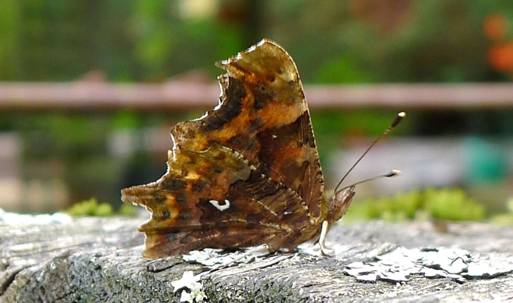 Polygonia c-album (Linnaeus, 1758)