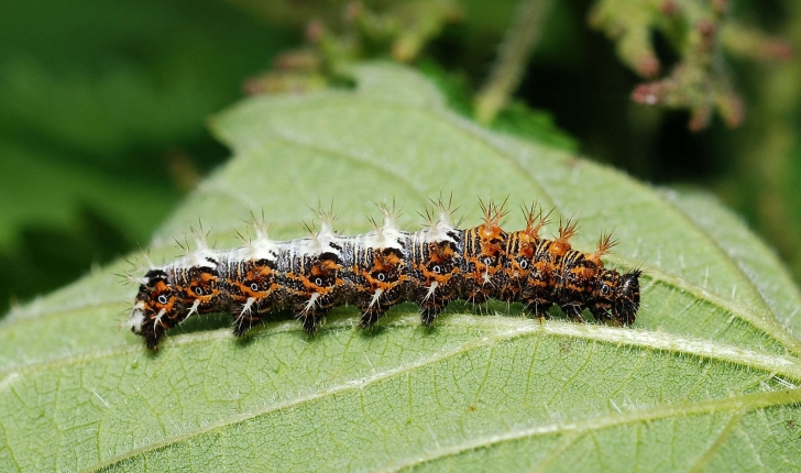 Polygonia c-album (Linnaeus, 1758)