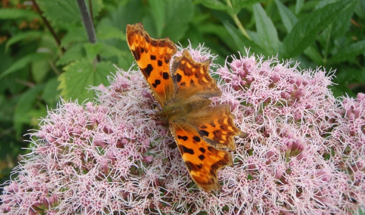 Polygonia c-album (Linnaeus, 1758)