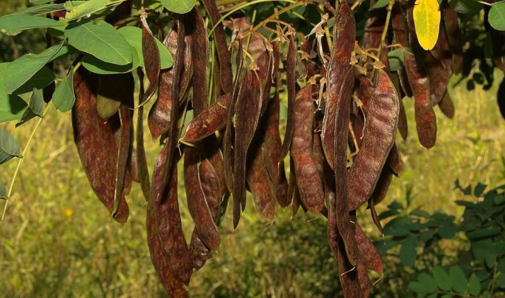 Robinia pseudoacacia