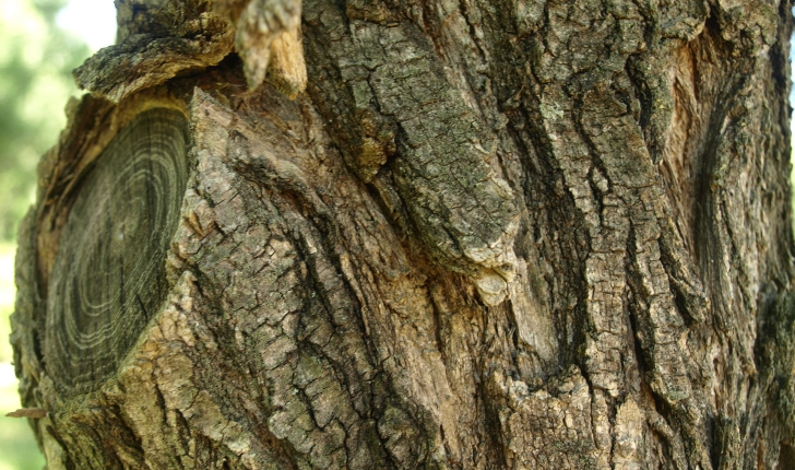 Robinia pseudoacacia