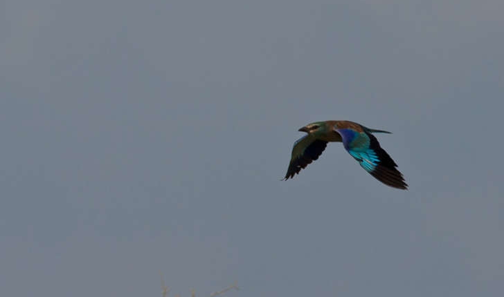 Coracias garrulus (Linnaeus, 1758)