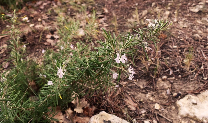 Rosmarinus officinalis (Linné, 1758)