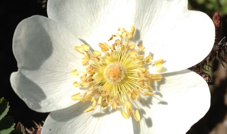 Rosa pimpinellifolia (L., 1753)