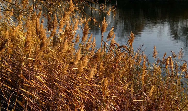 Arundo sp. (L.1753)