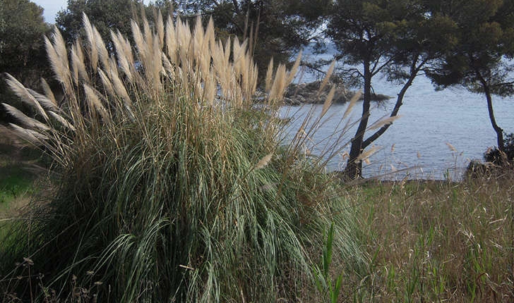 Arundo sp. (L.1753)