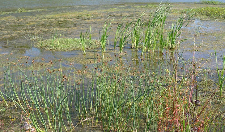 Arundo sp. (L.1753)