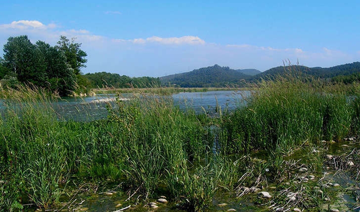 Arundo sp. (L.1753)