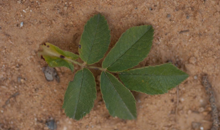 Rosa sp (L., 1753)