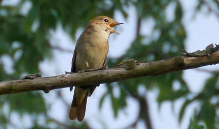 Luscinia megarhynchos (C.L.Brehm, 1831)