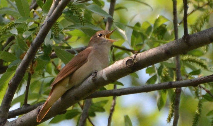 Luscinia megarhynchos (C.L.Brehm, 1831)