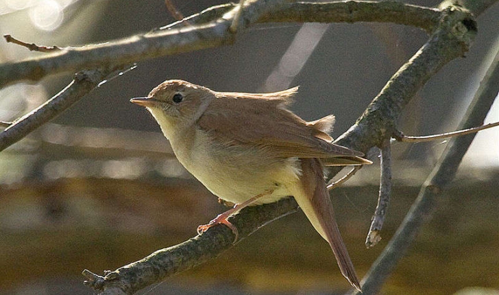 Luscinia megarhynchos (C.L.Brehm, 1831)