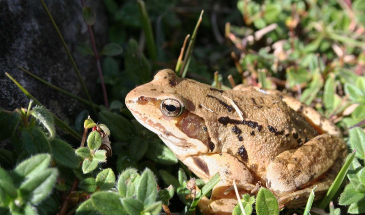 Rana temporaria (Linnaeus, 1758)