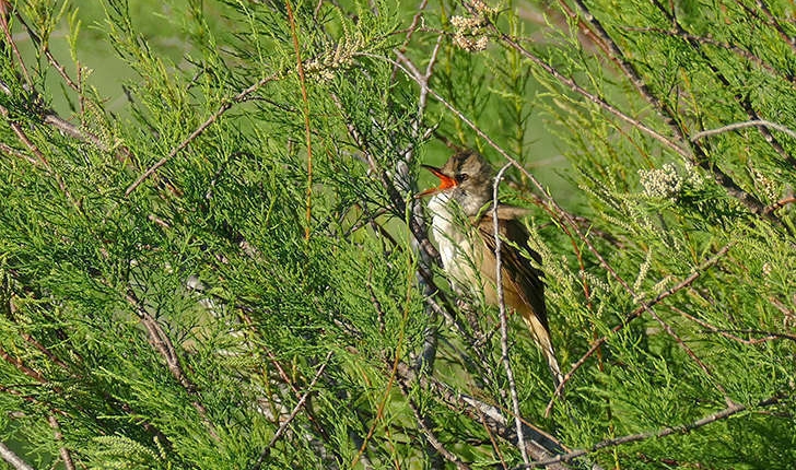 Acrocephalus arundinaceus (Linnaeus, 1758)