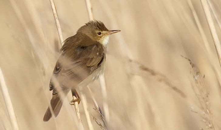 Acrocephalus palustris (Bechstein, 1798)