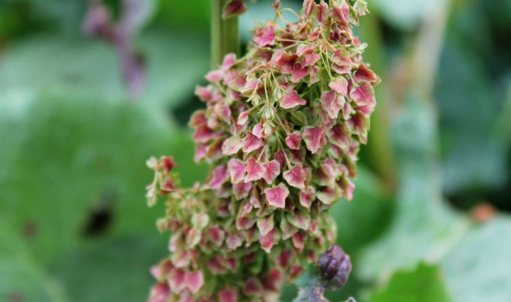 Rumex alpinus (L., 1759)