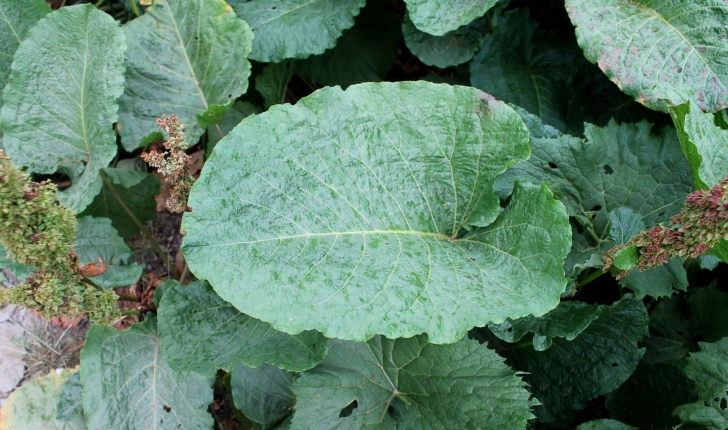 Rumex alpinus (L., 1759)