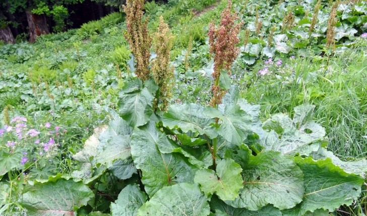 Rumex alpinus (L., 1759)