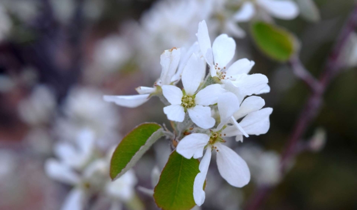 Amelanchier ovalis (Medikus, 1793)