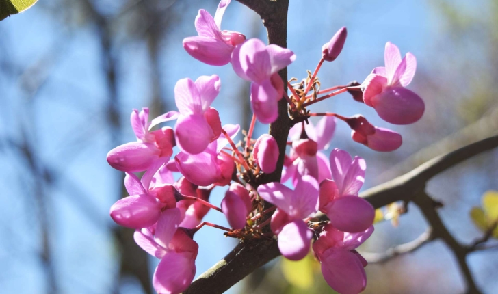 Cercis siliquastrum (Linné, 1753)