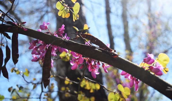 Cercis siliquastrum (Linné, 1753)