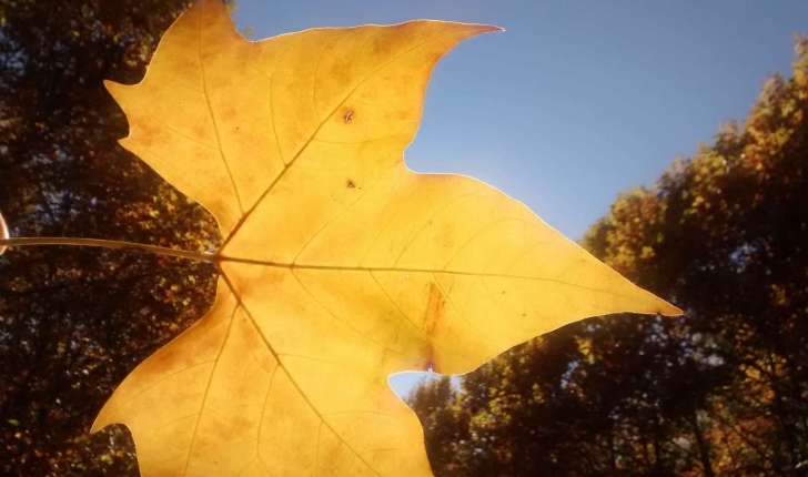 Platanus sp (L.1753)
