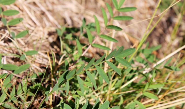 Onobrychis viciifolia subsp. montana ((DC.) Gams, 1924)