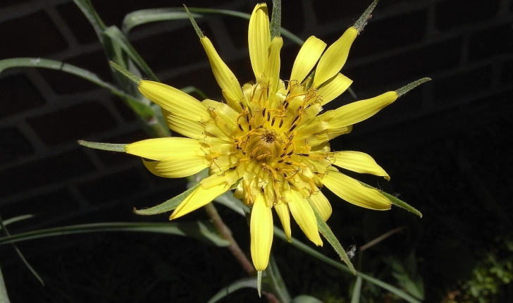 Tragopogon pratensis L.