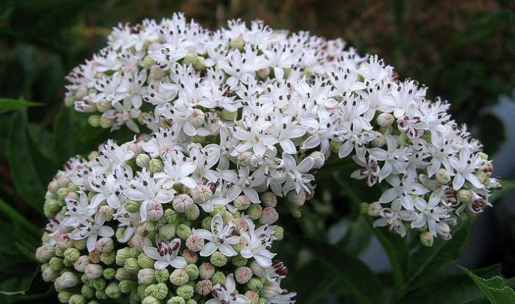 Sambucus ebulus (L.,1753)