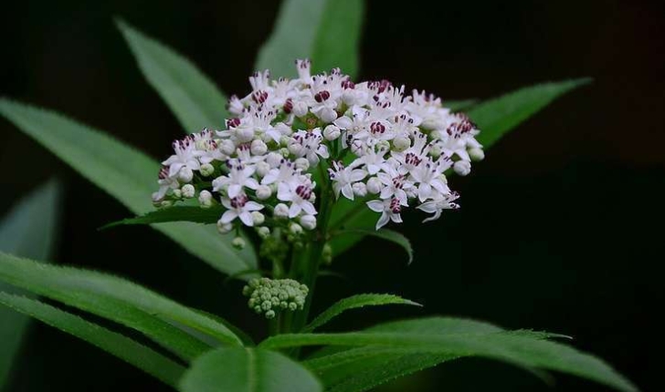 Sambucus ebulus (L.,1753)