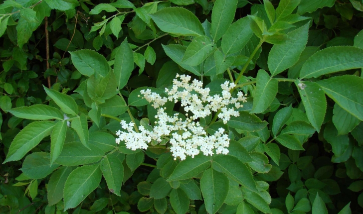 Sambucus nigra L., 1753