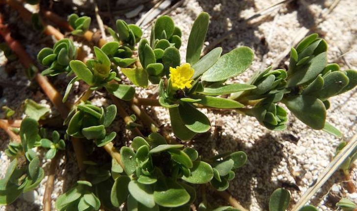 Portulaca oleracea (Linné, 1753)