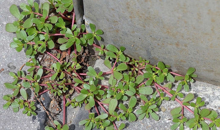 Portulaca oleracea (Linné, 1753)