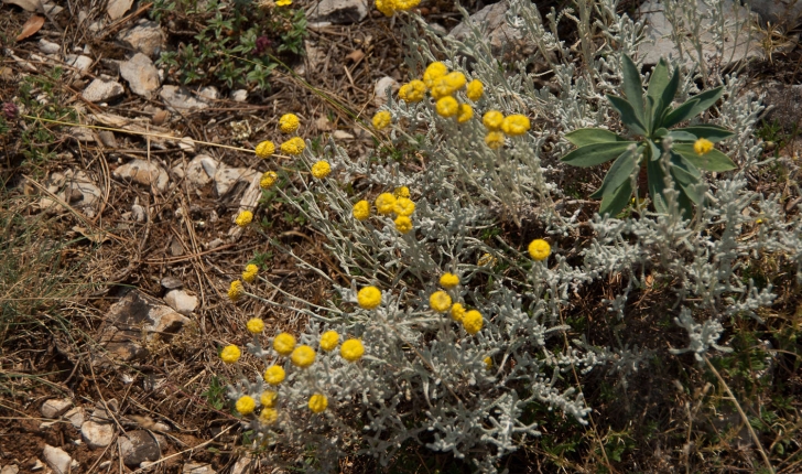 Santolina Chamaecyparissus (Linné, 1753)