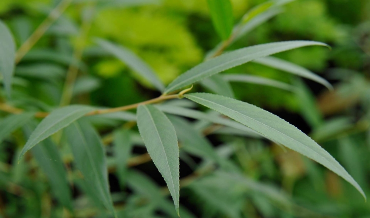 Salix alba (L., 1753)