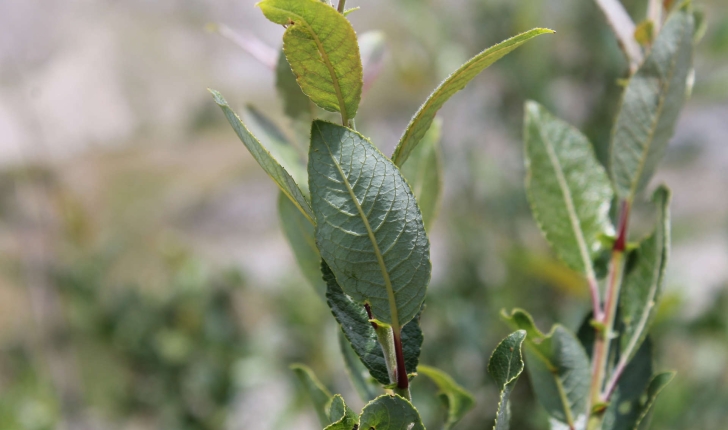 Salix foetida (Schleich. ex DC., 1805)