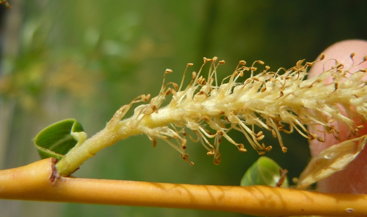 Salix fragilis, Linné 1753