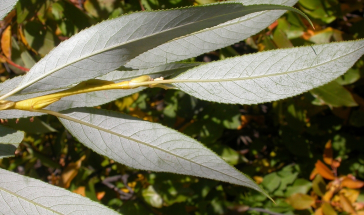 Salix fragilis, Linné 1753