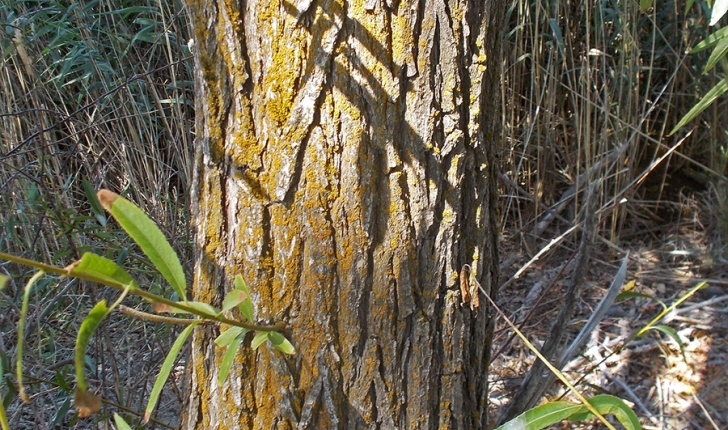 Salix fragilis, Linné 1753