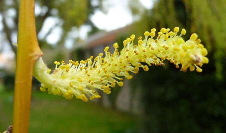 Salix babylonica (L., 1753)