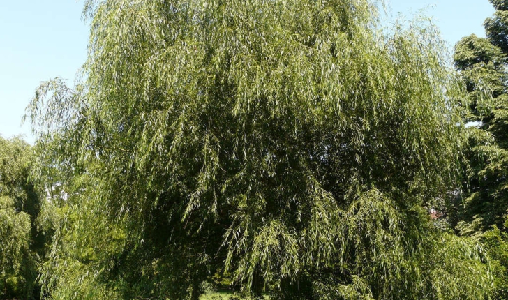 Salix babylonica (L., 1753)