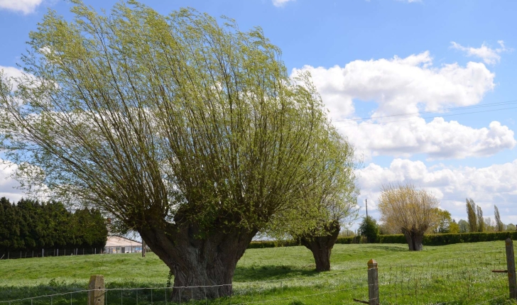 Salix alba (L., 1753)