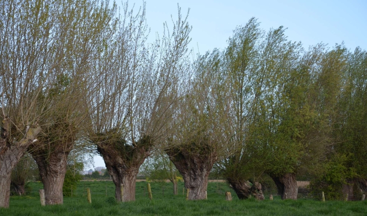 Salix alba (L., 1753)