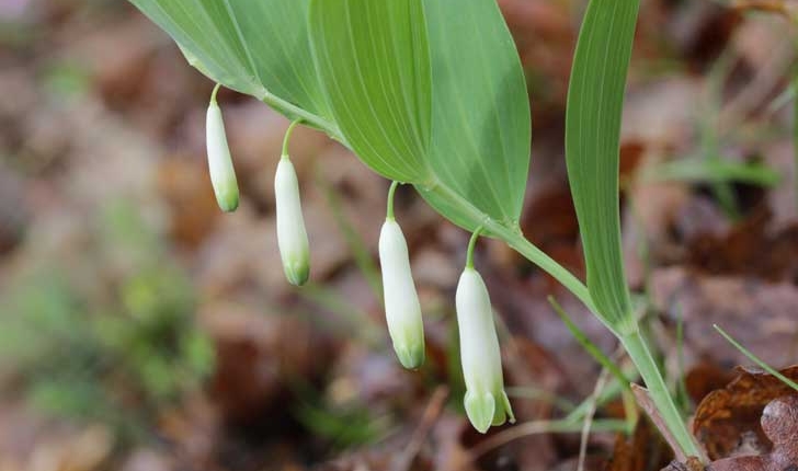 Polygonatum multiflorum