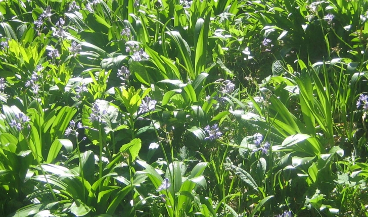 Scilla lilio-hyacinthus L.