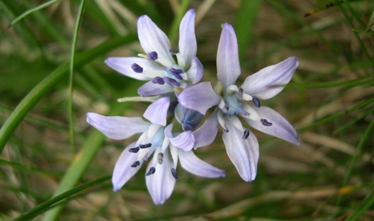 Scilla verna  synonyme Tractema verna (Huds.) 